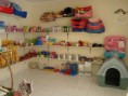 Pet Shop